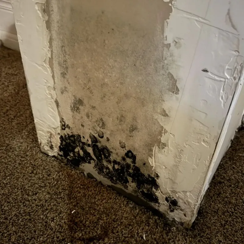 Professional Mold Removal in West Des Moines, IA